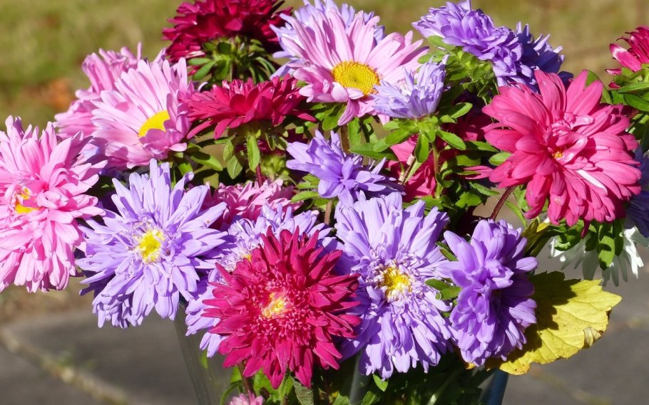 Астра хризантемная