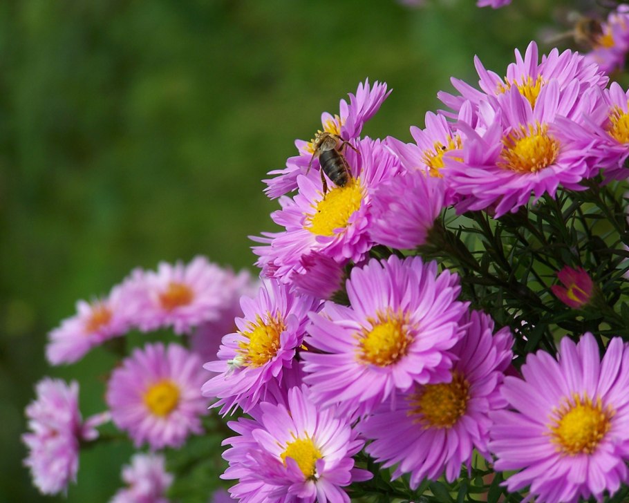 Астра многолетняя кустарниковая (Aster dumosus)