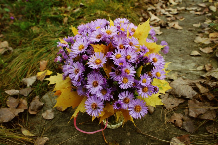 Поздние осенние цветы