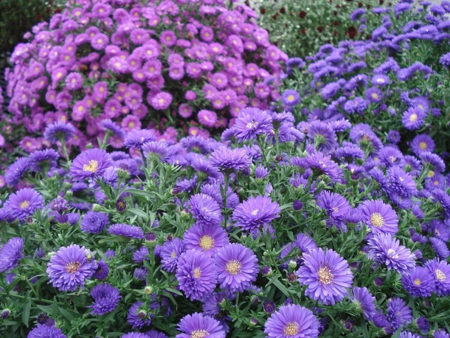 Астра кустарниковая Anneke