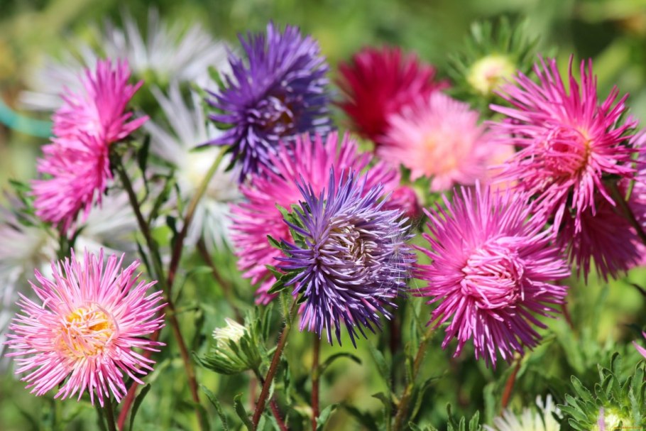 Астра игольчатая многолетняя