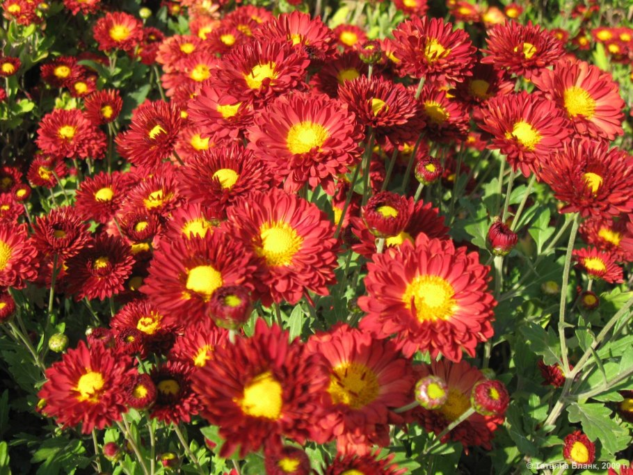 Осенние цветы астры