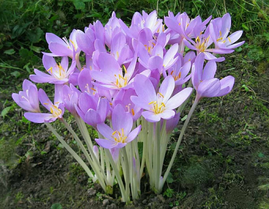 Сентябринка бордюрная