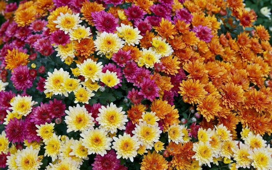 Колхикум безвременник осенний