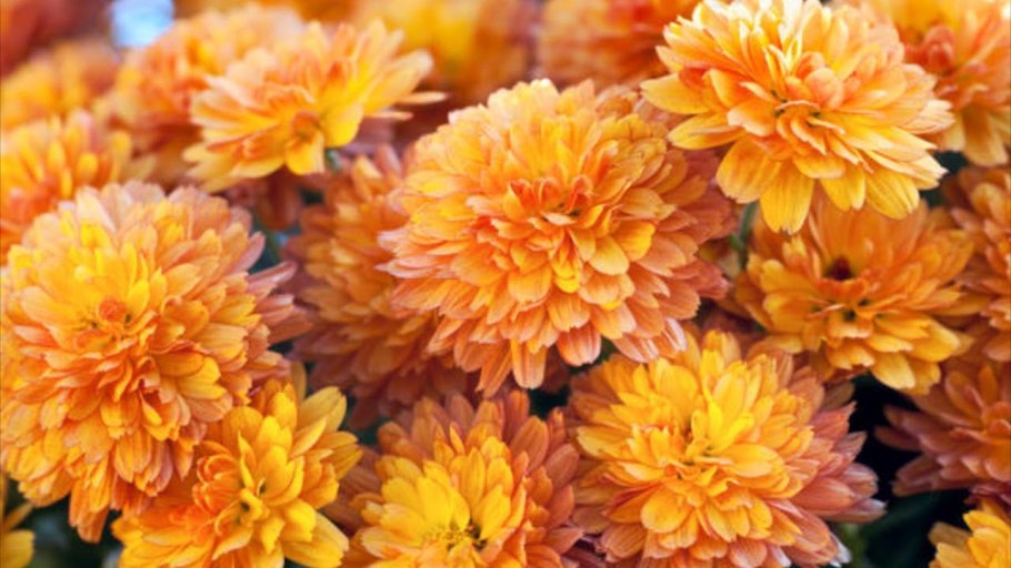 Астра новобельгийская Виолетта