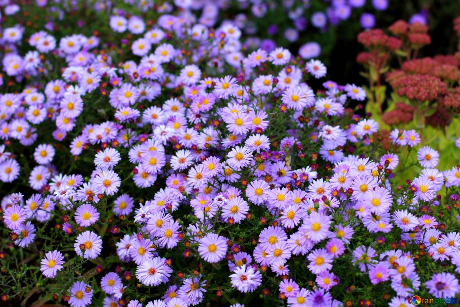 Астра многолетняя Вартбургская звезда