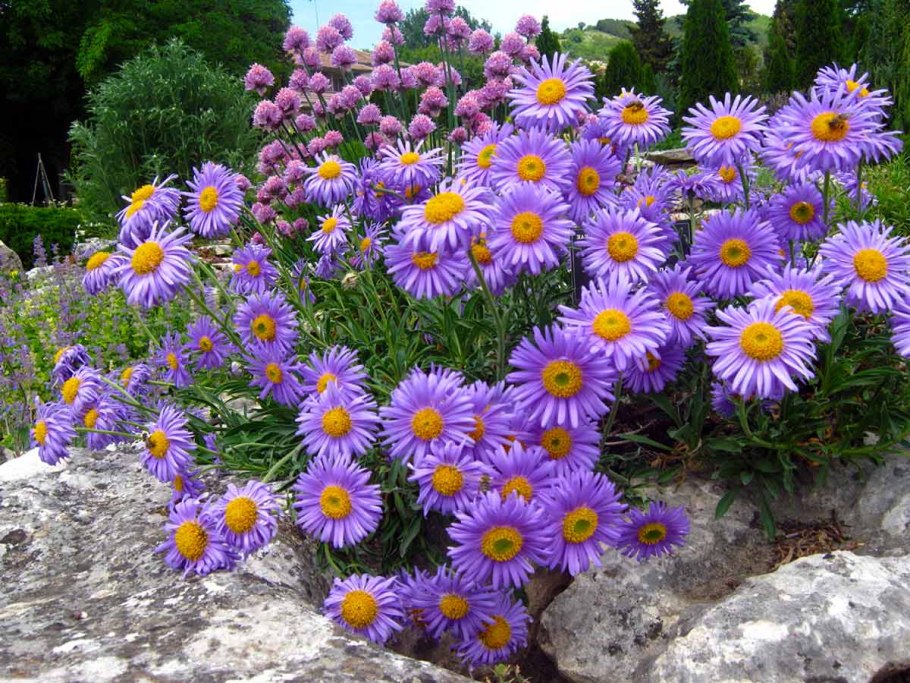 Астра Ромашковая. Aster amellus