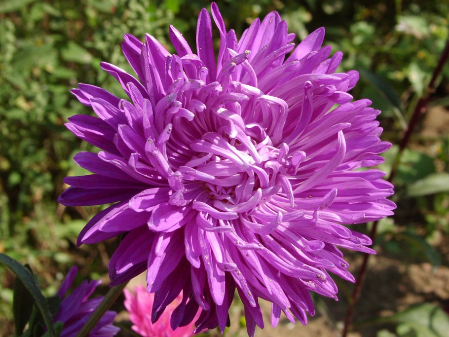 Карликовая Хризантема многолетняя