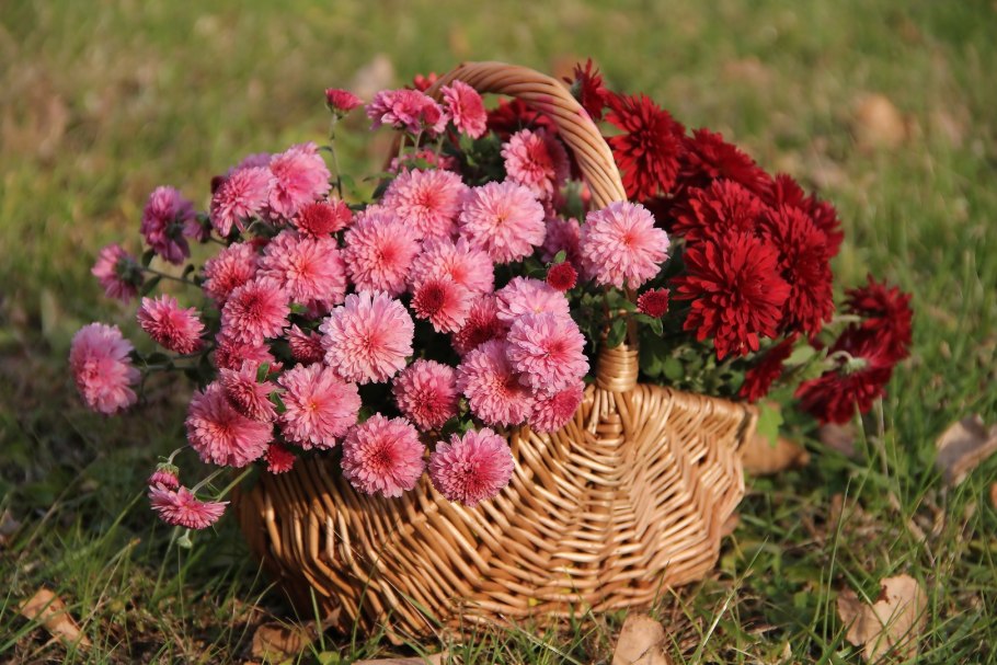 Хризантемы бархатцы Астра космея