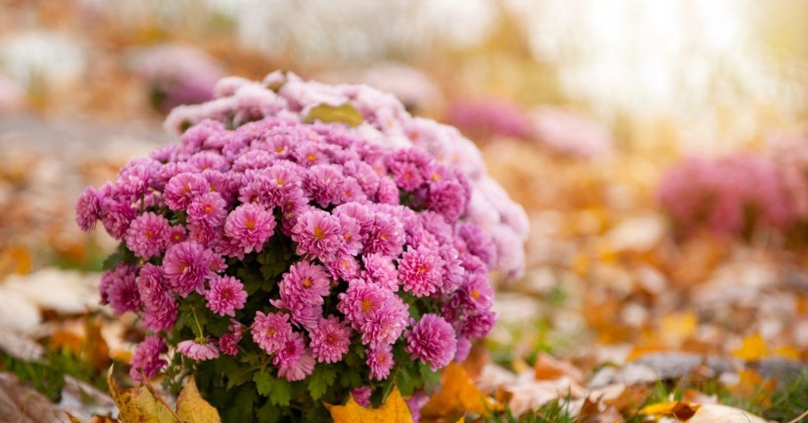 Осеннецветущие многолетники