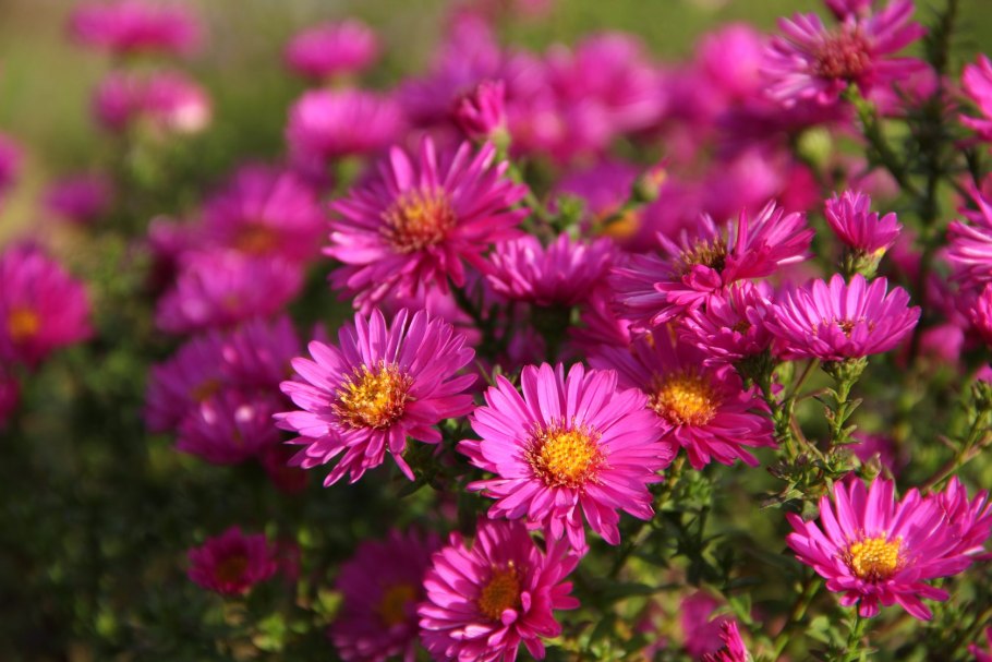 Хризантема горицвет