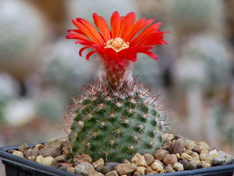 Parodia maxima Кактус