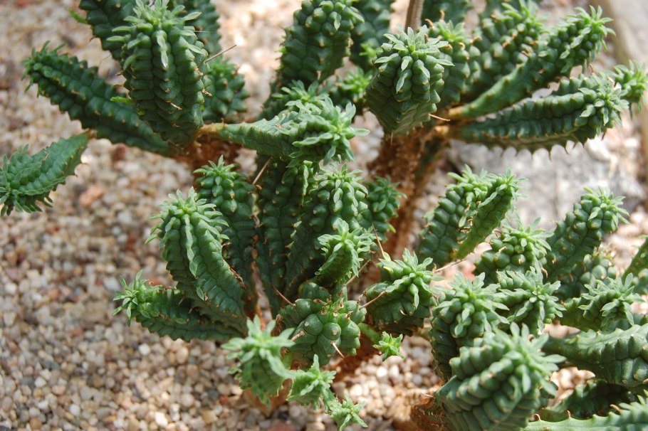 Echinocereus apachensis - MH 149