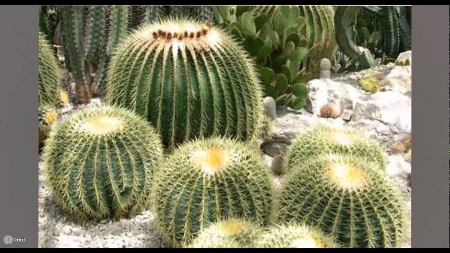 Кактус Маммиллярия Cactaceae