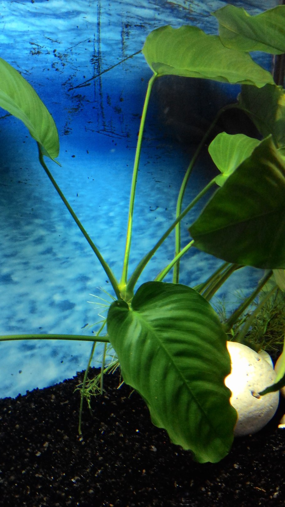 Папоротник анубиас