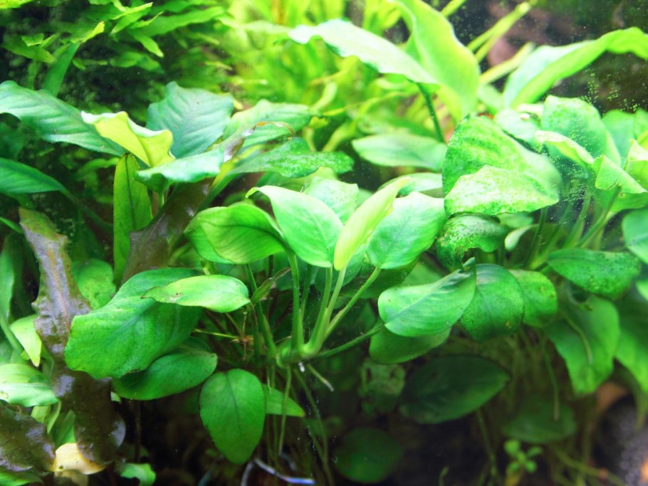 Anubias heterophylla