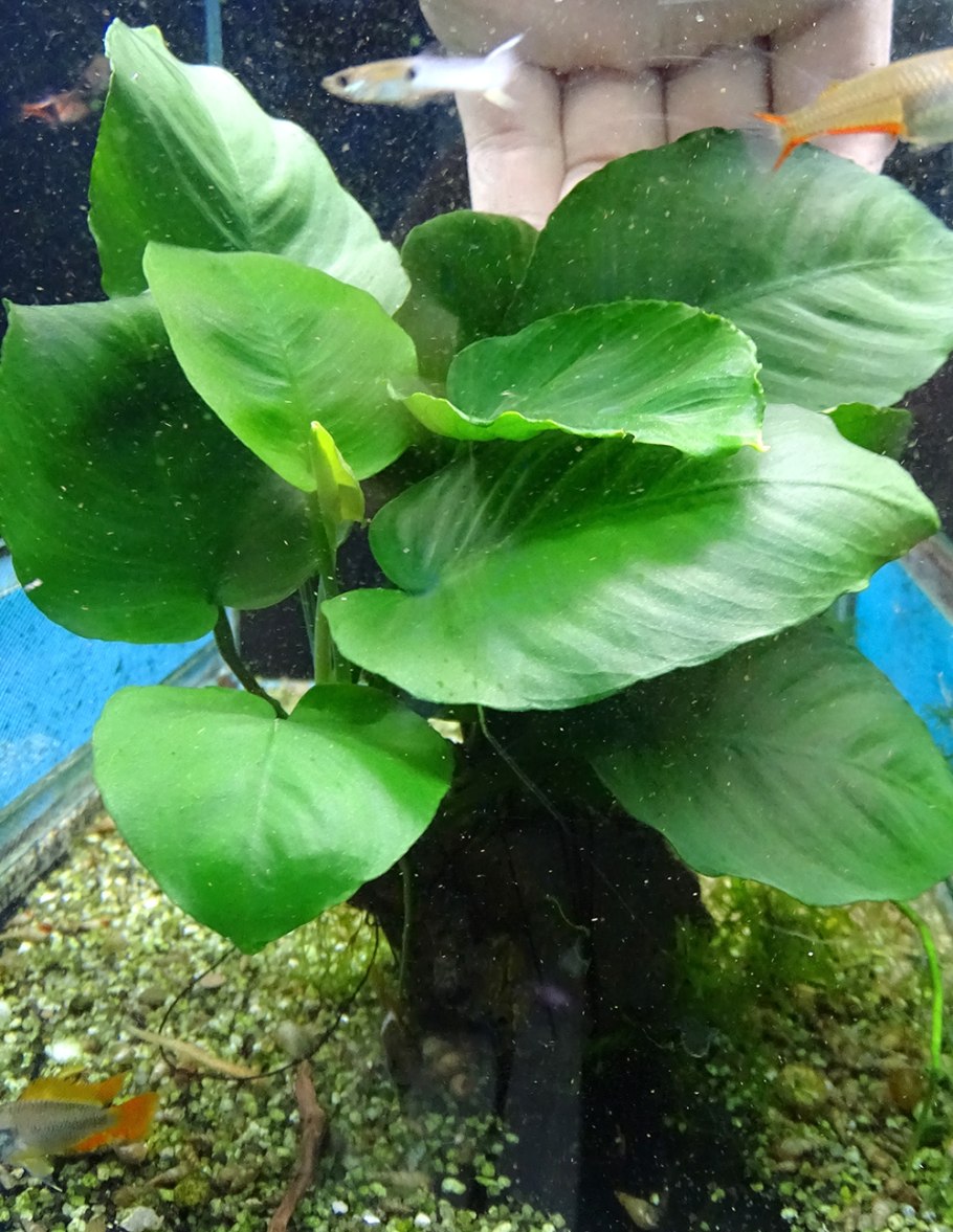 Анубиас Ланцелот