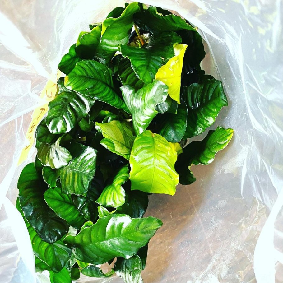 Анубиас аквариумное