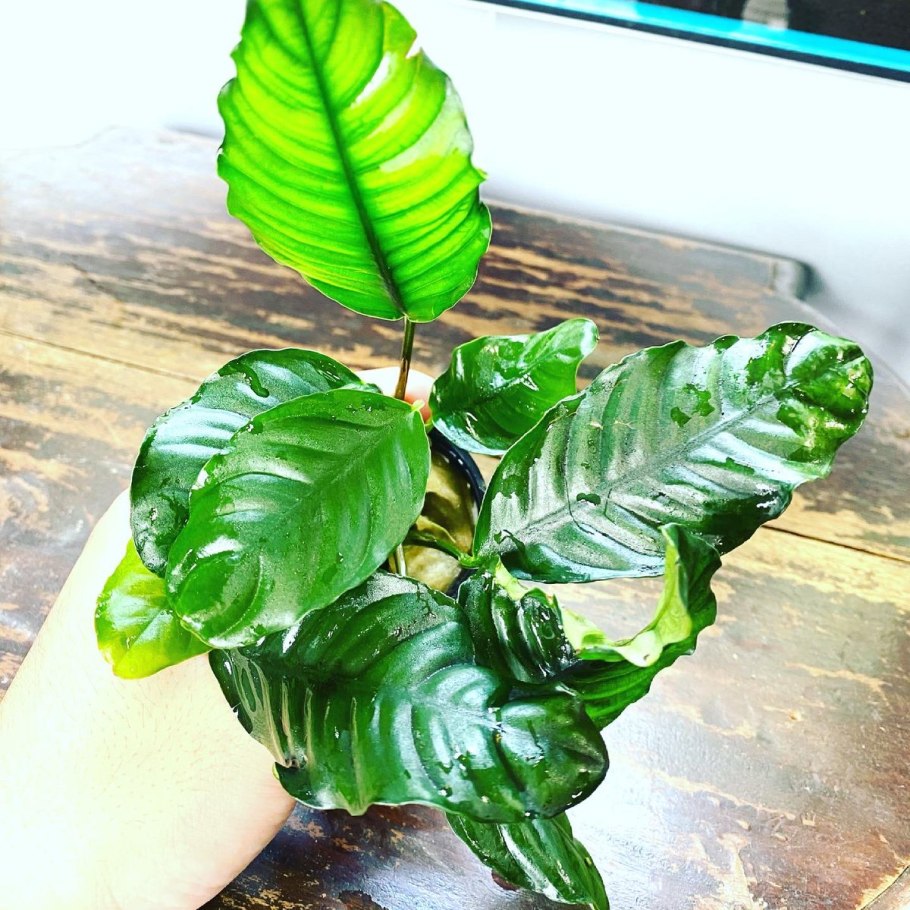 Анубиас бартери бартери