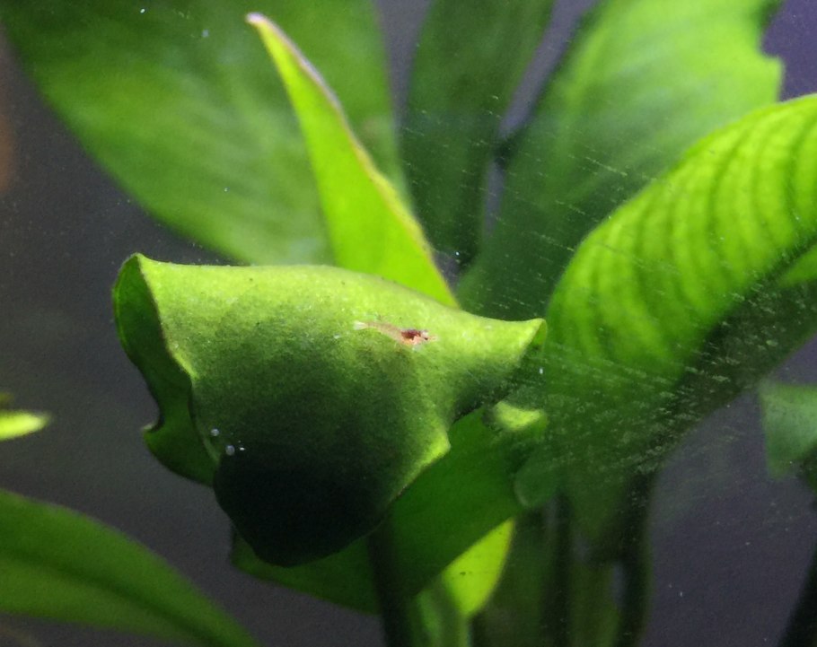 Анубиас аквариумное растение