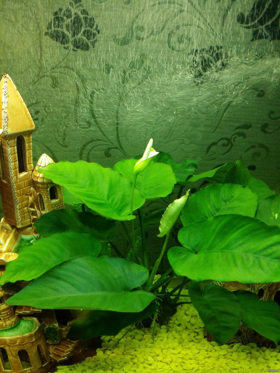 Анубиасы и буцефаландры