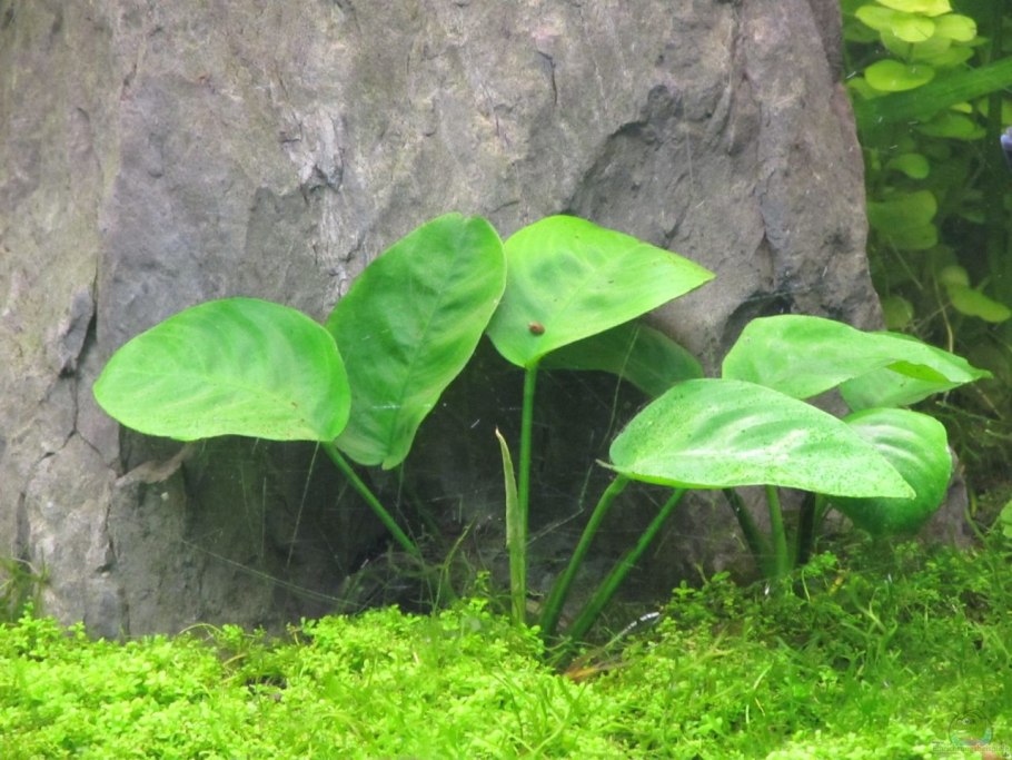 Анубиас гигантский фото