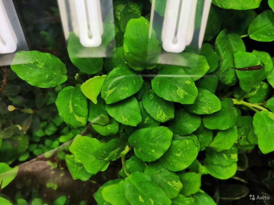 Анубиас на коряге