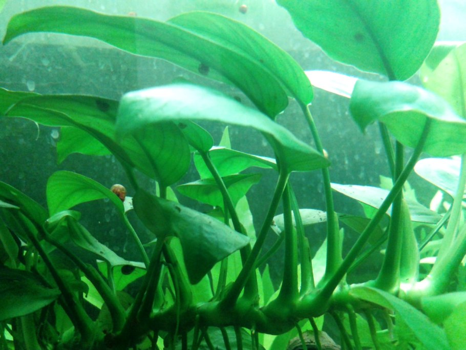 Анубиас разнолистный
