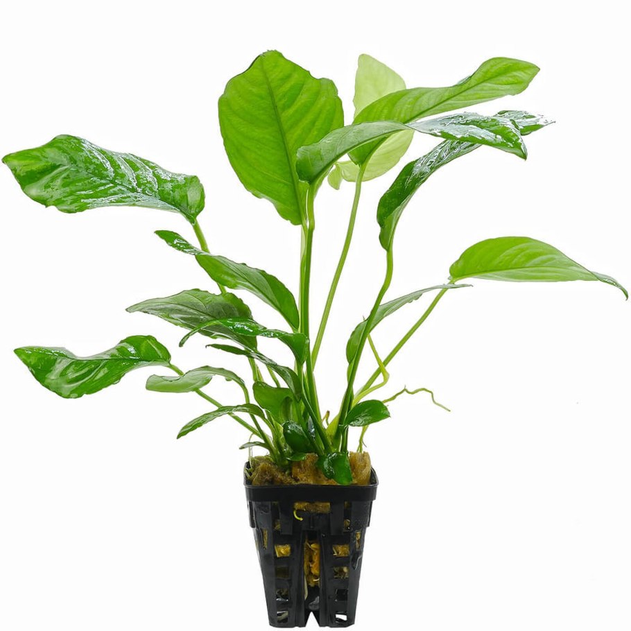 Anubias barteri