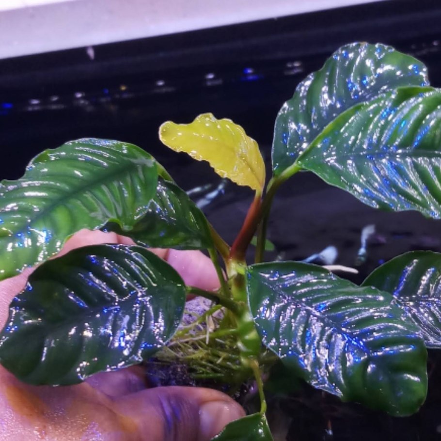 Анубиас кофейнолистный