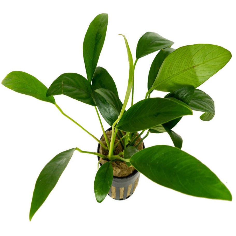 Анубиас гигантский фото в аквариуме