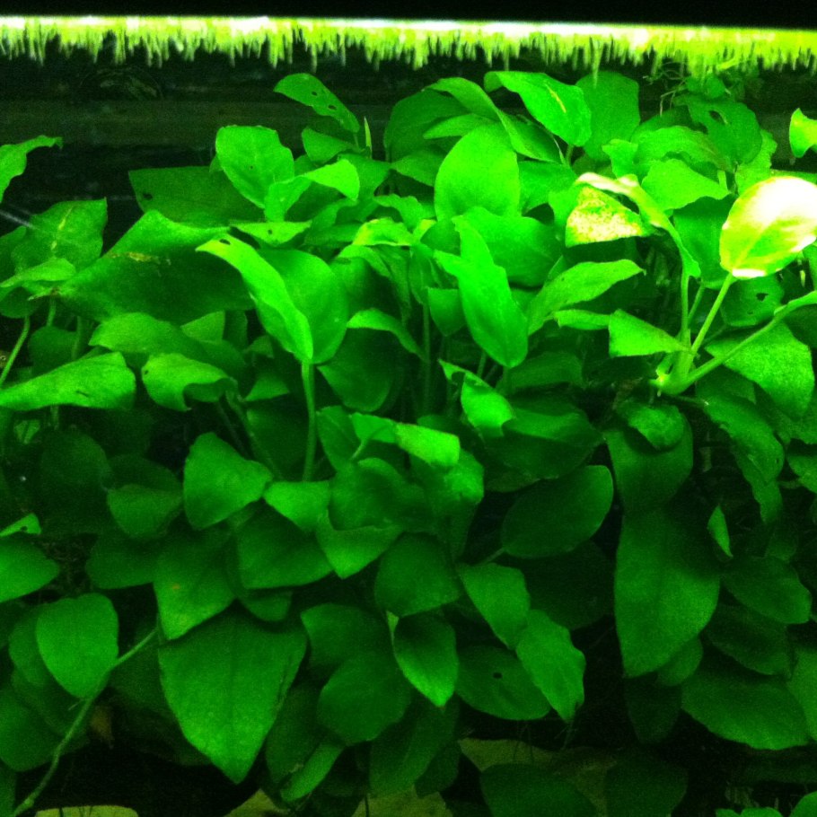 Анубиас нана толстолистный