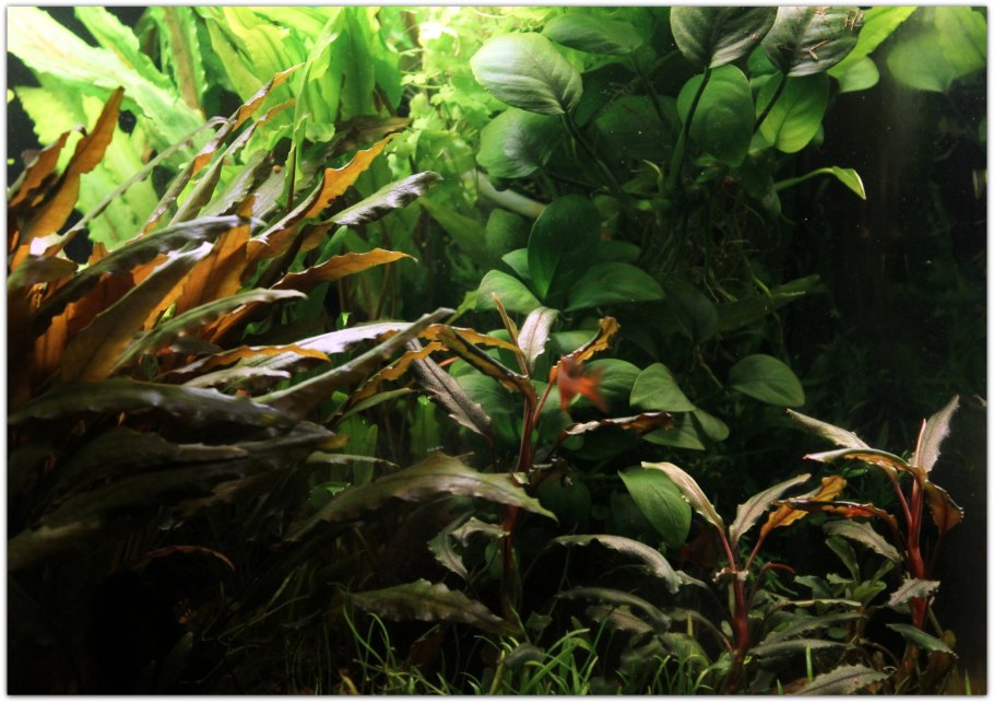 Живые растения одного вида