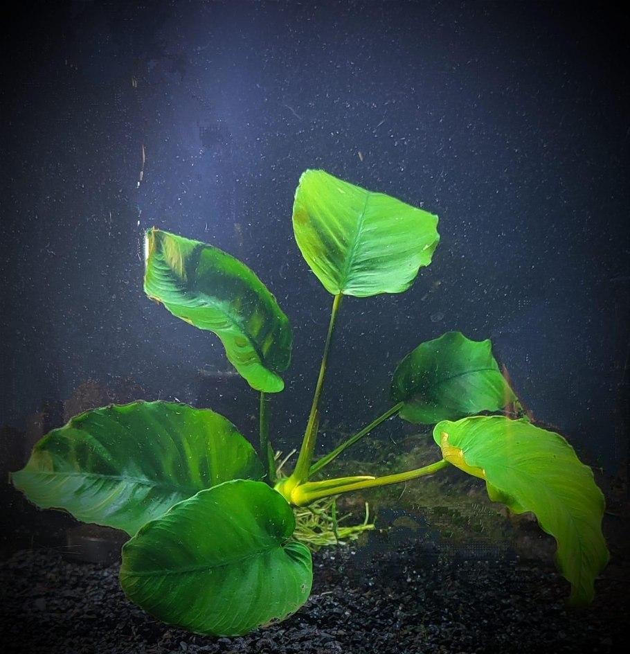 Анубиас гигантский (Anubias gigantea) цветет