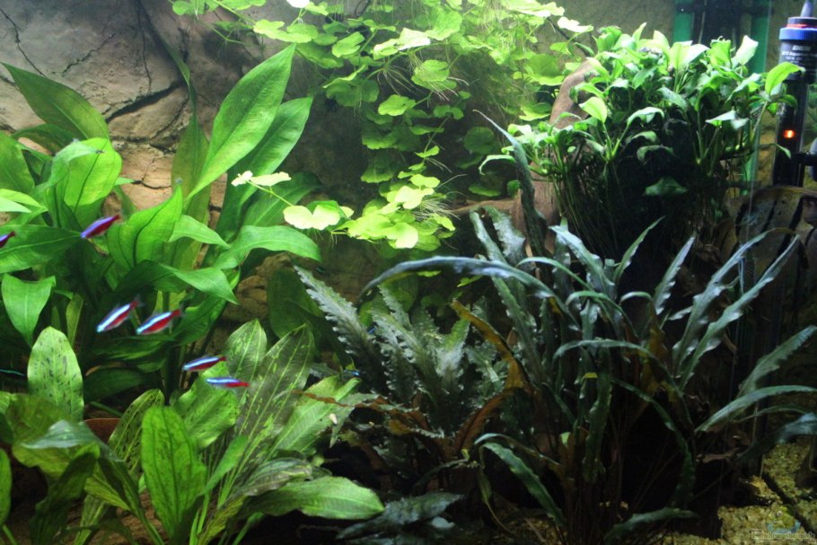 Людвигия Болотная анубиас