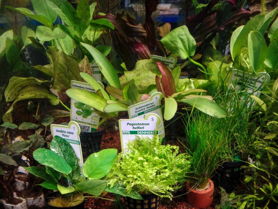 Анубиас шорт Шарп