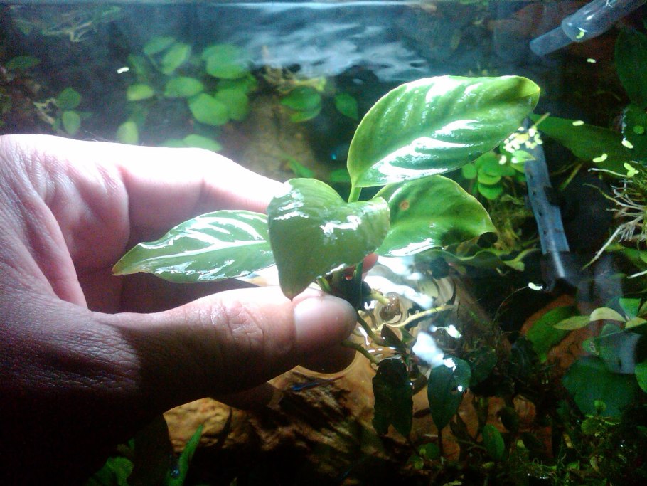 Анубиас Вайпер