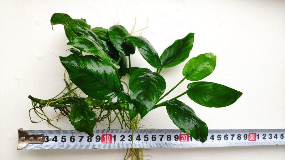 Анубиас бартера широколистный