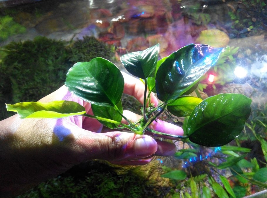 Аквариумное растение анубиас