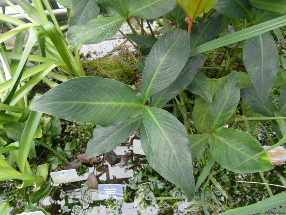 Анубиас Людвигия