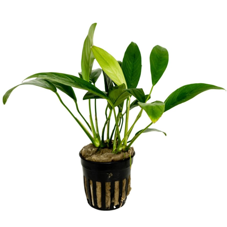 Водное растение анубиас