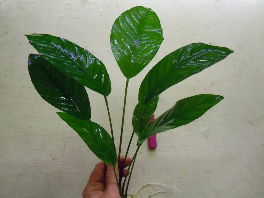 Анубиас гигантский Anubias