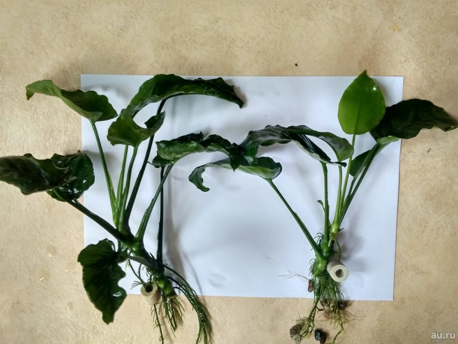 Анубиас Конголезский