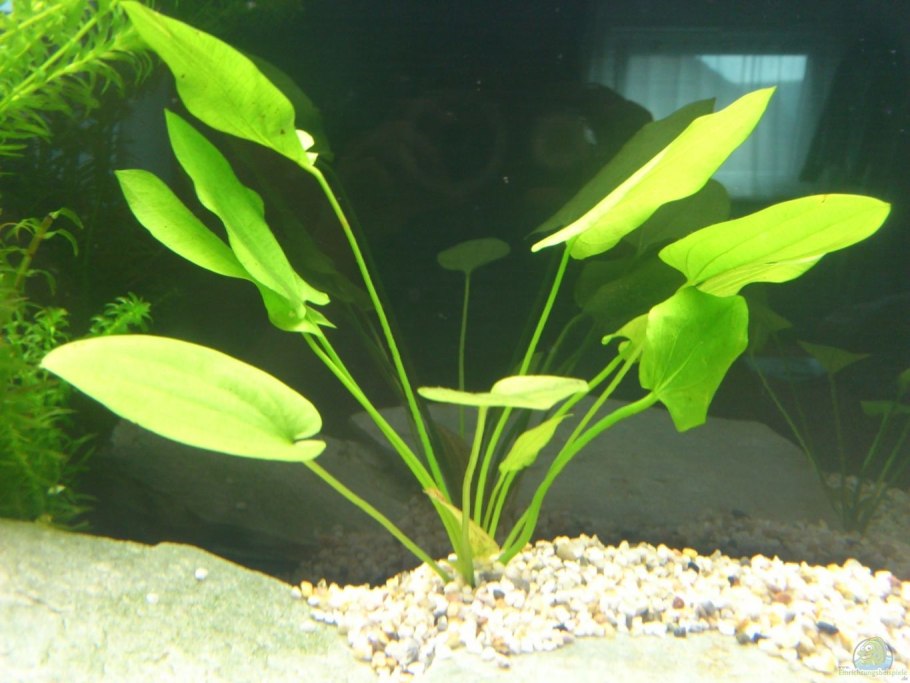 Эхинодорус шлютера леопард