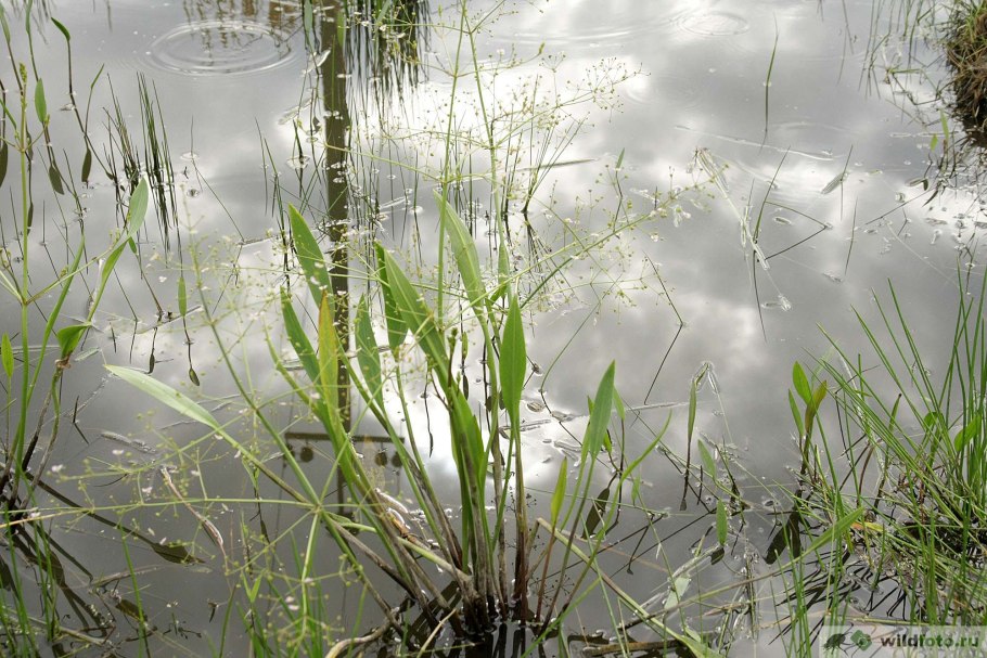 Частуха Бьёрквиста
