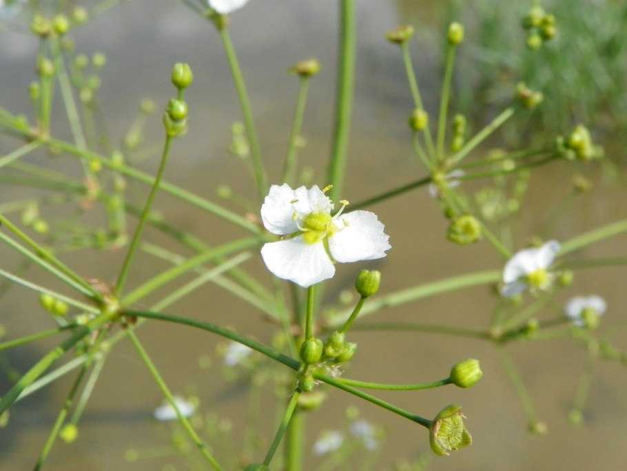 Частуха обыкновенная alisma Plantago Aquatica