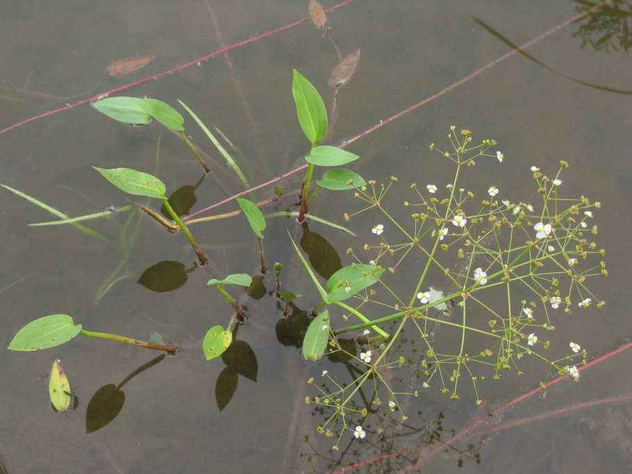 Частуха болотная