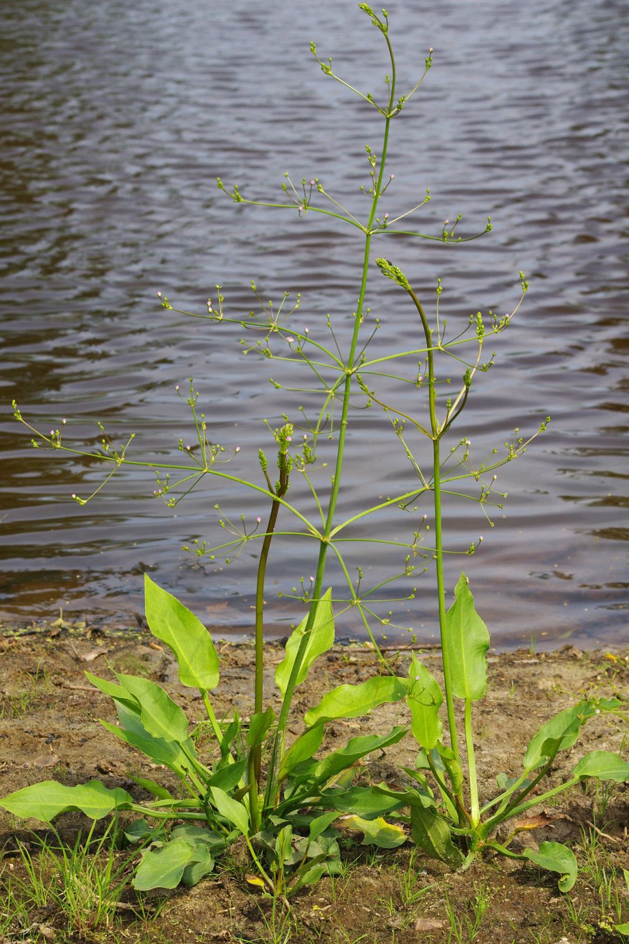 Alisma Plantago-Aquatica