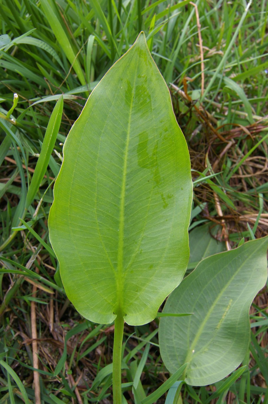 Alisma plantago aquatica