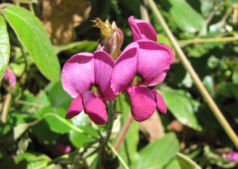 Кеннедия крупнолистная